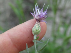 Centaurea borysthenica