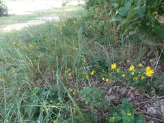Hieracium umbellatum filifolium