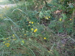 Hieracium umbellatum filifolium