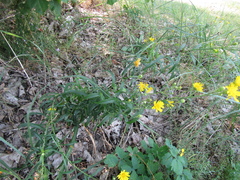 Hieracium umbellatum filifolium