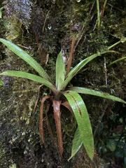 Werauhia