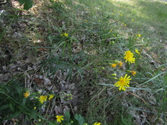 Hieracium umbellatum filifolium