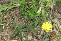 Hieracium umbellatum filifolium