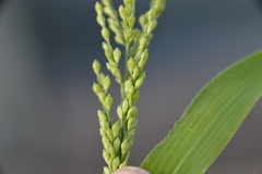 Urochloa ramosa