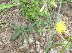Hieracium umbellatum filifolium