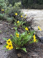 Balsamorhiza