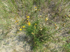 Hieracium umbellatum filifolium