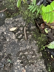 Nyssodesmus python