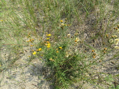 Hieracium umbellatum filifolium