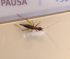 Cranistus colliurides