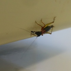 Cranistus colliurides