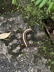 Nyssodesmus python