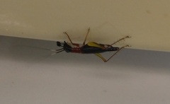 Cranistus colliurides