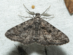Boarmia suasaria