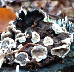 Polyporales