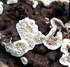 Polyporales
