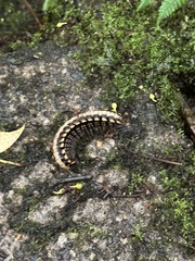 Nyssodesmus python