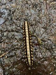 Nyssodesmus python
