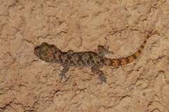 Hemidactylus squamulatus
