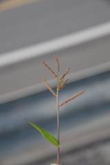 Urochloa reptans