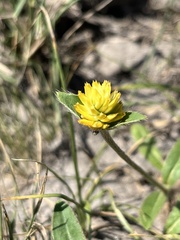 Gomphrena celosioides