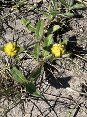 Gomphrena celosioides