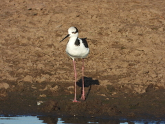 Himantopus mexicanus