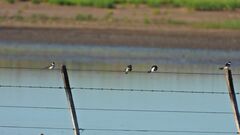 Tachycineta leucopyga