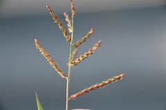 Urochloa reptans