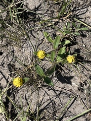 Gomphrena celosioides