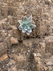 Dudleya