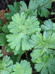 Geranium