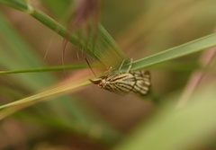 Chrysocramboides craterella