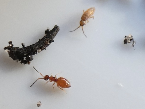 Lagynodes pallidus