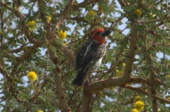 Lybius vieilloti