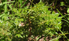 Larrea nitida