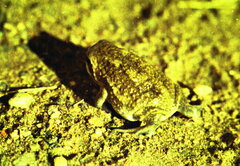 Breviceps