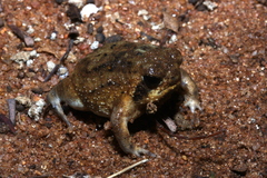 Breviceps