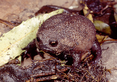 Breviceps fuscus