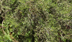 Larrea cuneifolia