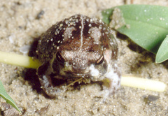 Breviceps mossambicus