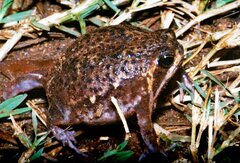 Breviceps