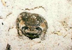 Breviceps rosei rosei