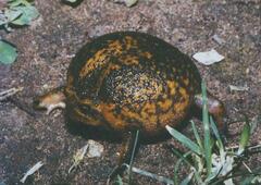 Breviceps verrucosus