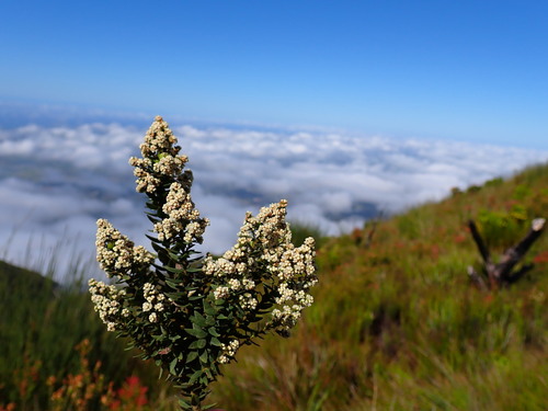 Brunia cordata (Brunia cordata)
