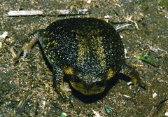 Breviceps verrucosus