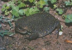Breviceps verrucosus