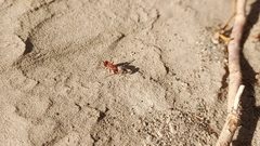 Pogonomyrmex californicus