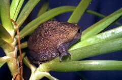 Breviceps verrucosus