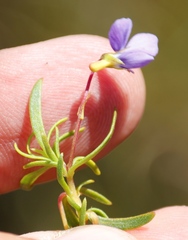 Viola decumbens decumbens